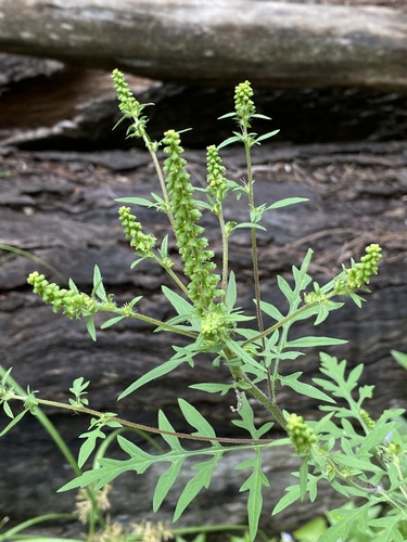 Annual ragweed (Ambrosia artemisiifolia)