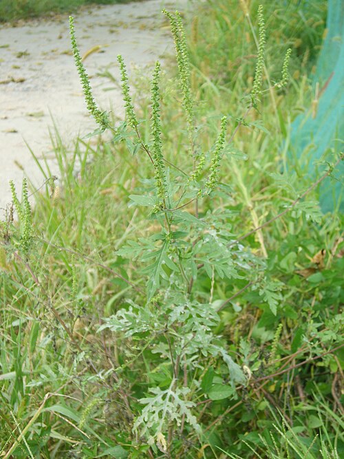 Annual ragweed: Ambrosia artemisiifolia in Incheon, Korea