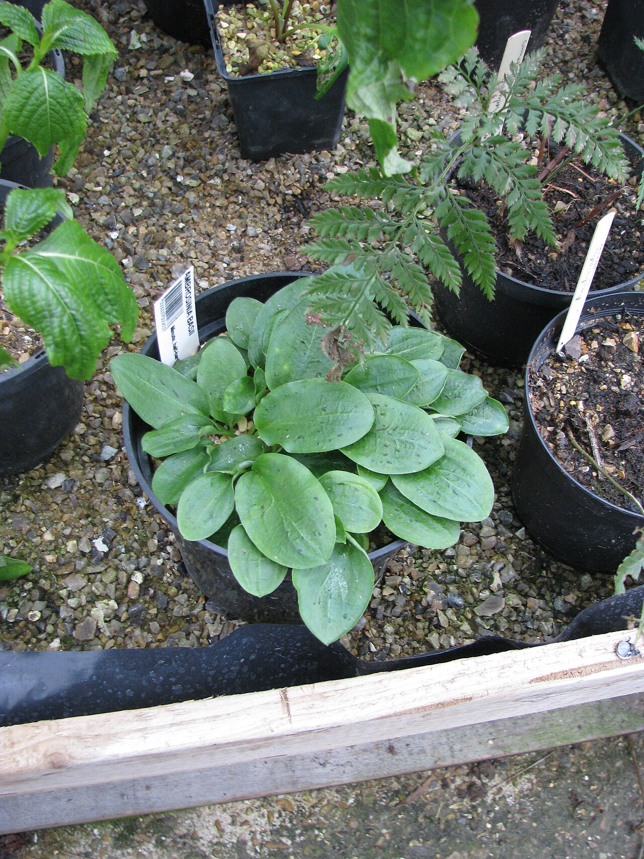 Ambrosinia bassii: From CGF last year. Not sure when it's supposed to flower...