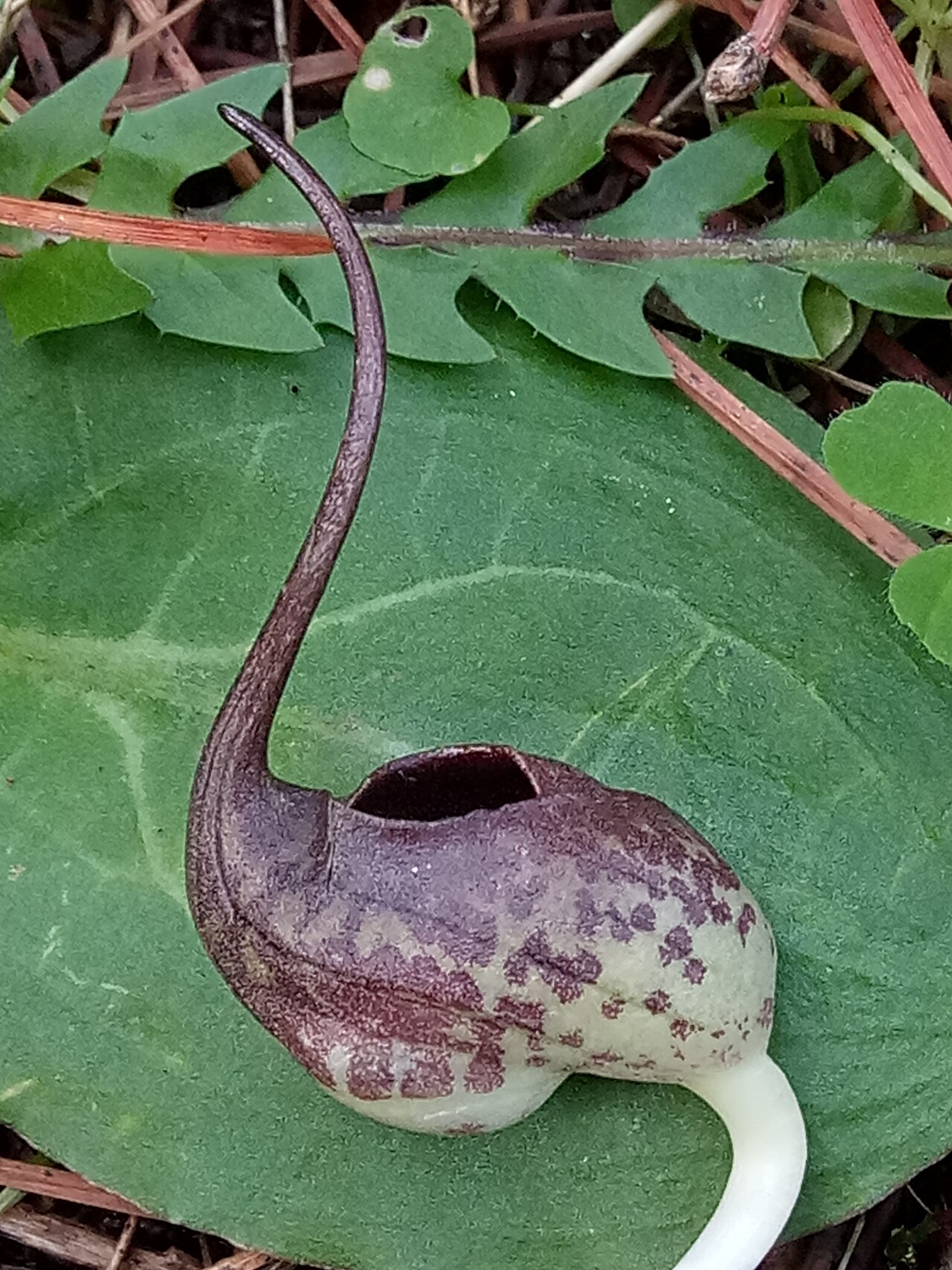 Ambrosinia bassii: This image shows the lateral view of an Ambrosina bassii L. inflorescence. The spathe is light green basally and brown coloured apically with spotting in the tr