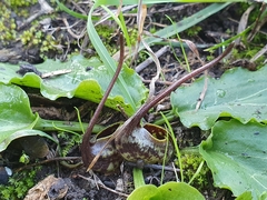 Ambrosinia bassii (Ambrosina bassii)
