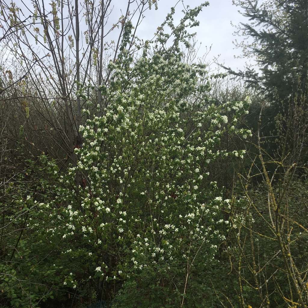 Saskatoon serviceberry (Amelanchier alnifolia)
