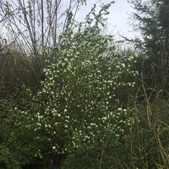 Saskatoon serviceberry (Amelanchier alnifolia)