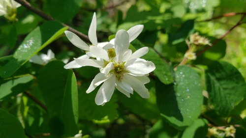Saskatoon serviceberry (Amelanchier alnifolia)