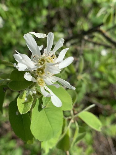 Saskatoon serviceberry (Amelanchier alnifolia)