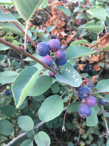 Saskatoon serviceberry (Amelanchier alnifolia)
