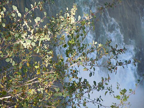 Saskatoon serviceberry: Amelanchier growing on cliffs to the east side of Mesa Falls.