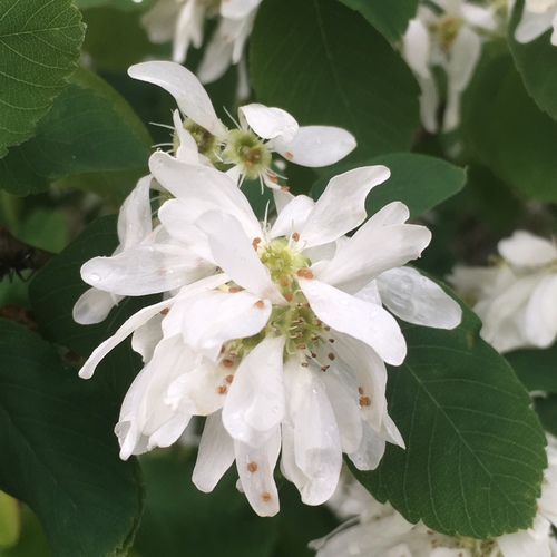 Saskatoon serviceberry (Amelanchier alnifolia)