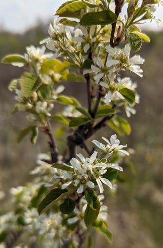 Saskatoon serviceberry (Amelanchier alnifolia)