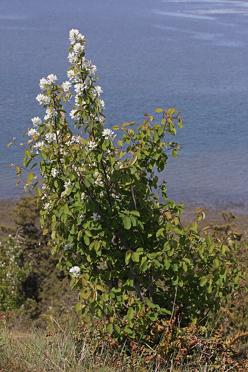 Saskatoon serviceberry: Western Serviceberry, Saskatoon Serviceberry Full Name with Authors: Amelanchier alnifolia (Nutt.) Nutt. ex M. Roemer var. semiintegrifolia (Hook.) C.L. Hitchc.