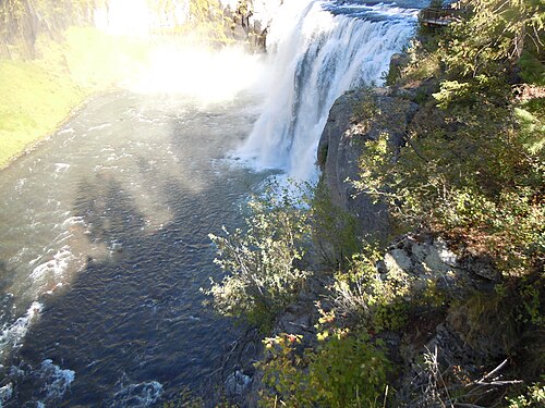 Saskatoon serviceberry: Amelanchier growing on cliffs to the east side of Mesa Falls.