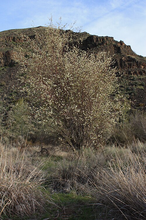 Saskatoon serviceberry: Saskatoon Serviceberry, Western Serviceberry