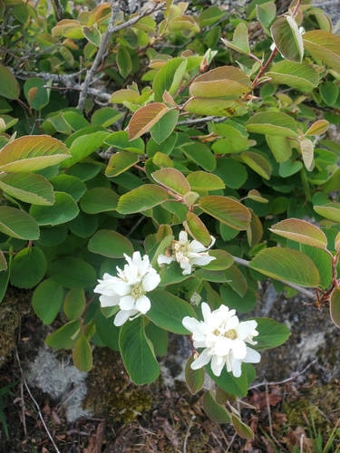 Saskatoon serviceberry (Amelanchier alnifolia)
