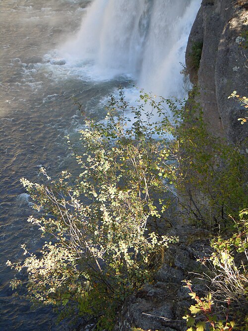Saskatoon serviceberry: Amelanchier growing on cliffs to the east side of Mesa Falls.