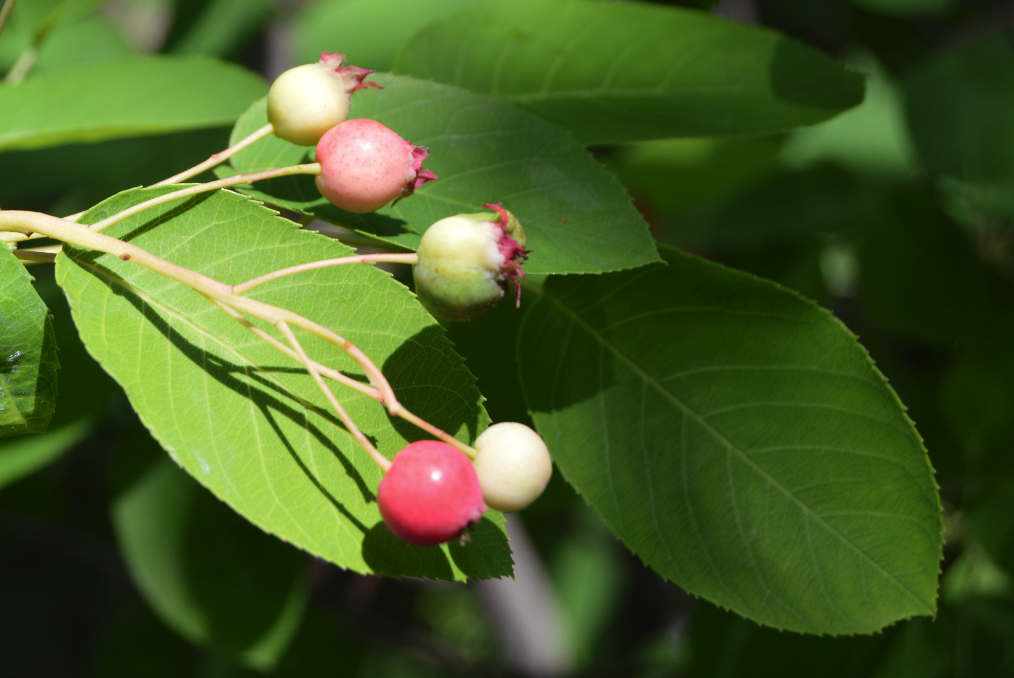 Canadian serviceberry: Amelanchier canadensis at the National Botanic Garden in Washington DC, USA