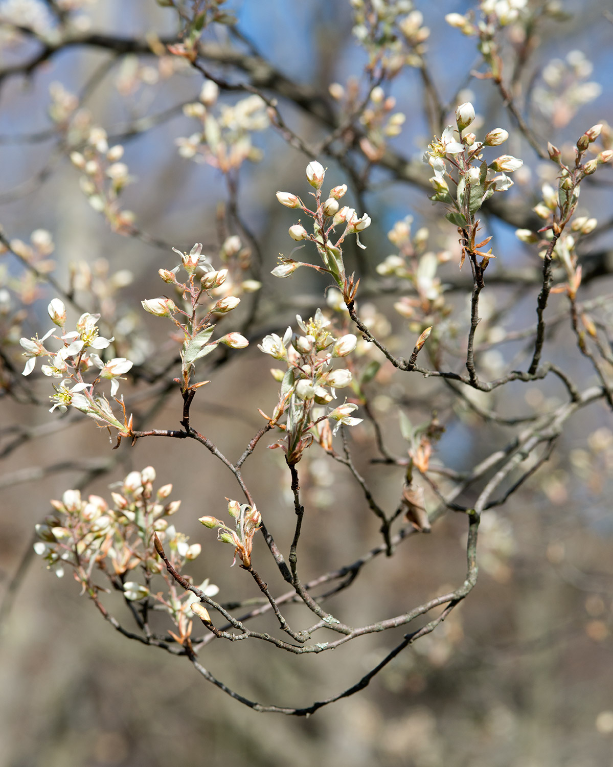 Canadian serviceberry: Amelanchier canadensis (Thicket Serviceberry) Open Flowers