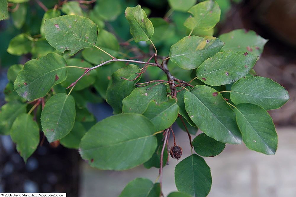 Canadian serviceberry: Location taken: American Plant Food Company, 7405 River Road, Bethesda MD.. Names: Amelanchier canadensis (L.) Medicus, Amélanchier du Canada, Canadees krentenb