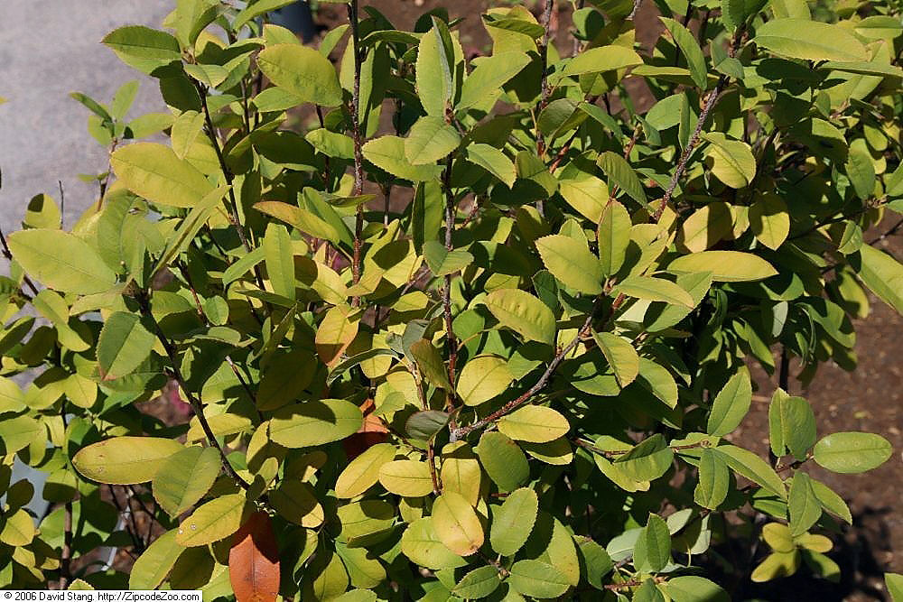 Canadian serviceberry: Location taken: United States Botanic Garden, Washington D.C.. Names: Amelanchier canadensis 'Glenform' , Glenform Rainbow Pillar Serviceberr Classification: Pl