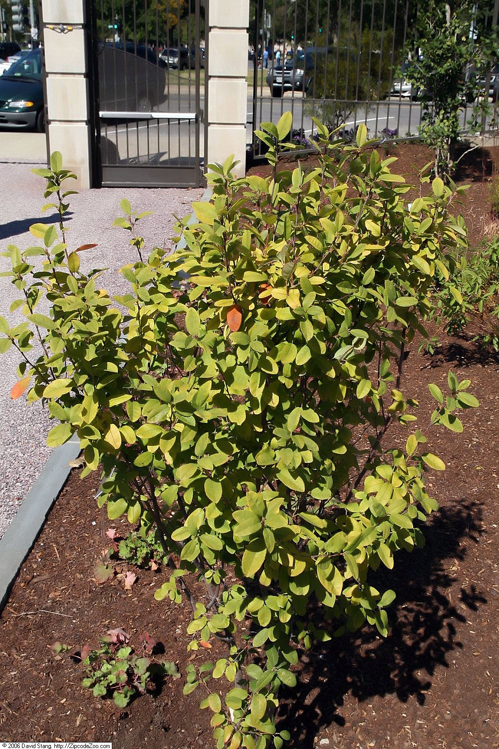 Canadian serviceberry: Location taken: United States Botanic Garden, Washington D.C.. Names: Amelanchier canadensis 'Glenform' , Glenform Rainbow Pillar Serviceberr Classification: Pl