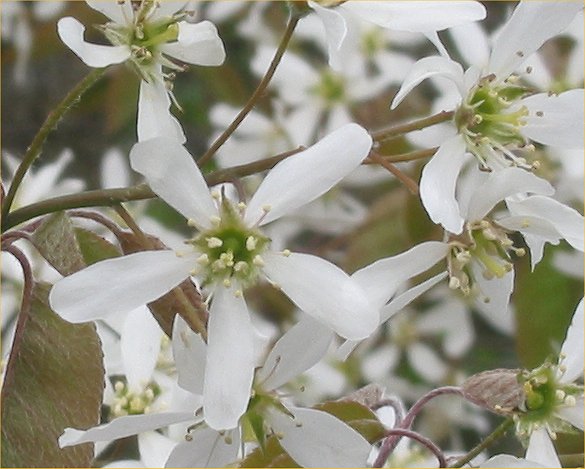 Canadian serviceberry: Amelanchier lamarckii ;