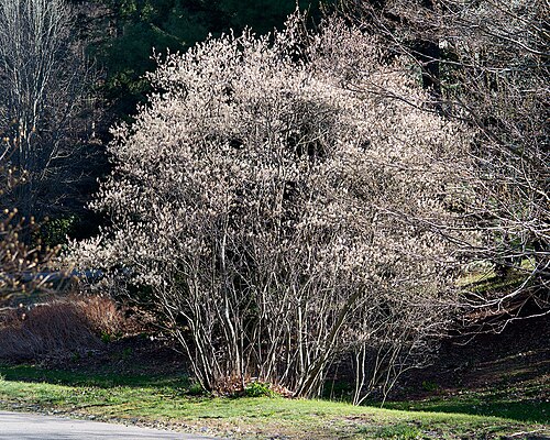 Canadian serviceberry: Amelanchier canadensis