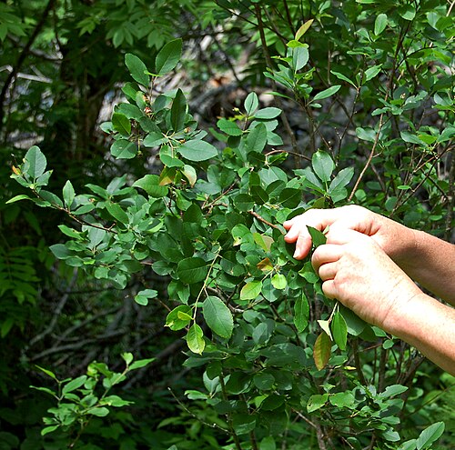 Canadian serviceberry: Day 2- Cutler
