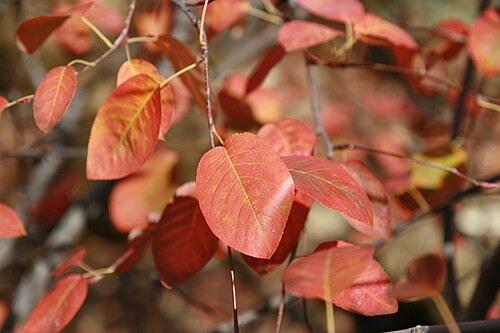 Canadian serviceberry: Location taken: Merrifield Garden Center, Fairfax VA USA. Names: Amelanchier canadensis (L.) Medicus, Amélanchier du Canada, Canadees krentenboompje, Canadian S