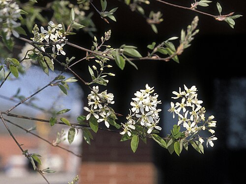 Canadian serviceberry: Amelanchier canadensis (L.) Medik. - Canadian serviceberry, Flower(s), Field, United States