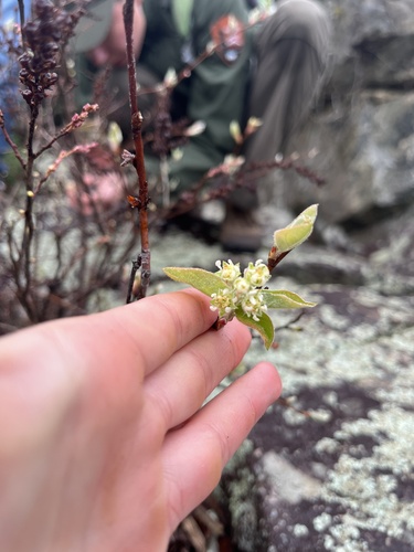 Nantucket serviceberry (Amelanchier nantucketensis)