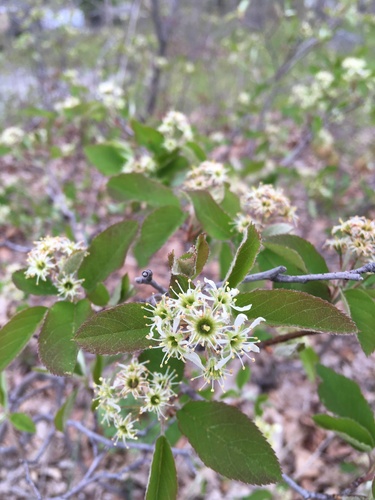 Nantucket serviceberry (Amelanchier nantucketensis)