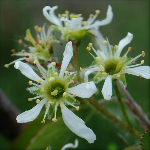 Nantucket serviceberry (Amelanchier nantucketensis)