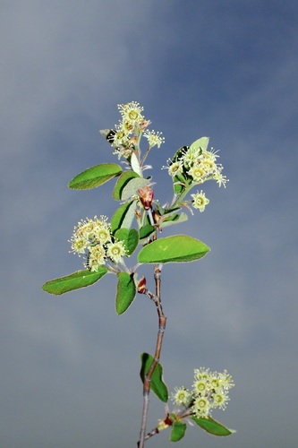 Nantucket serviceberry (Amelanchier nantucketensis)