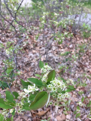 Nantucket serviceberry (Amelanchier nantucketensis)