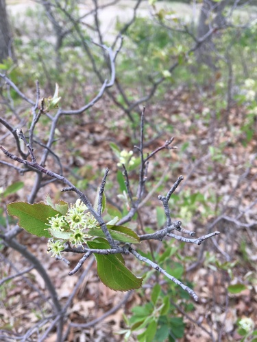 Nantucket serviceberry (Amelanchier nantucketensis)