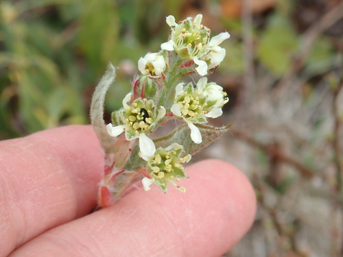 Nantucket serviceberry (Amelanchier nantucketensis)