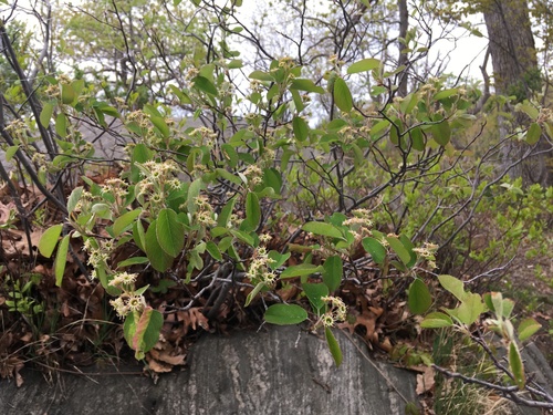 Nantucket serviceberry (Amelanchier nantucketensis)