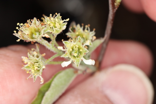 Nantucket serviceberry (Amelanchier nantucketensis)