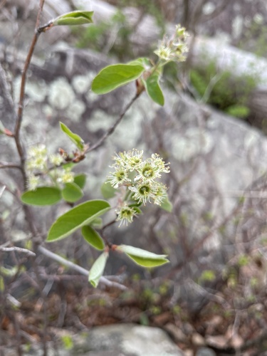 Nantucket serviceberry (Amelanchier nantucketensis)