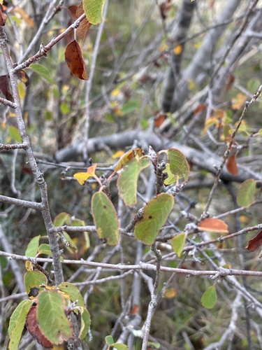 Snowy mespilus (Amelanchier ovalis)