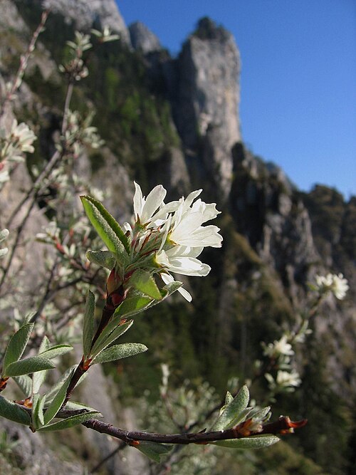 Snowy mespilus: Amelanchier ovalis Traunstein, Upper Austria, Austria