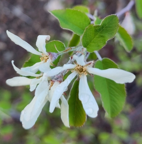 Snowy mespilus (Amelanchier ovalis)