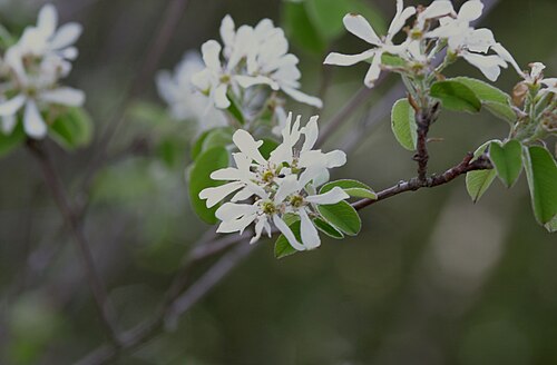 Snowy mespilus (Amelanchier ovalis)