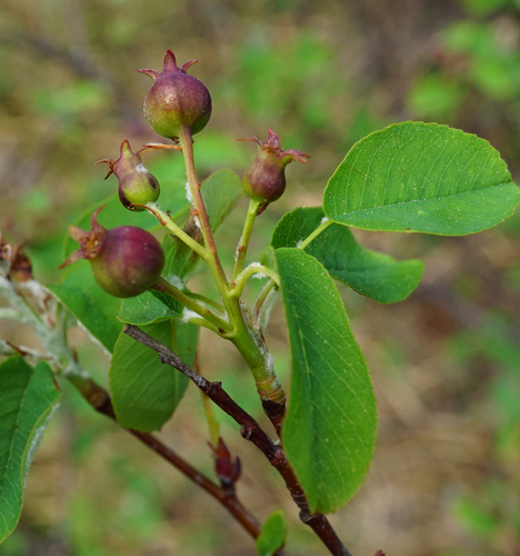 Snowy mespilus (Amelanchier ovalis)