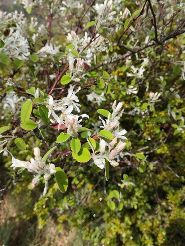 Snowy mespilus (Amelanchier ovalis)