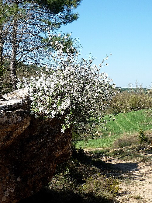 Snowy mespilus: Amelanchier ovalis . In Pinós (Solsonès - Catalunya). To 620 m. altitude