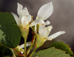 Utah serviceberry (Amelanchier utahensis)