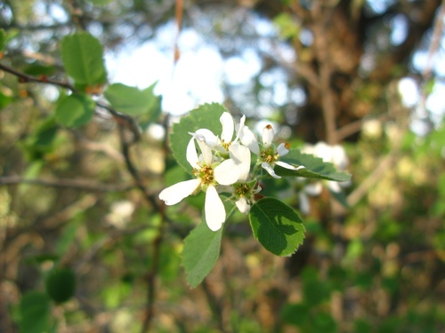 Utah serviceberry (Amelanchier utahensis)