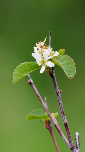 Utah serviceberry (Amelanchier utahensis)