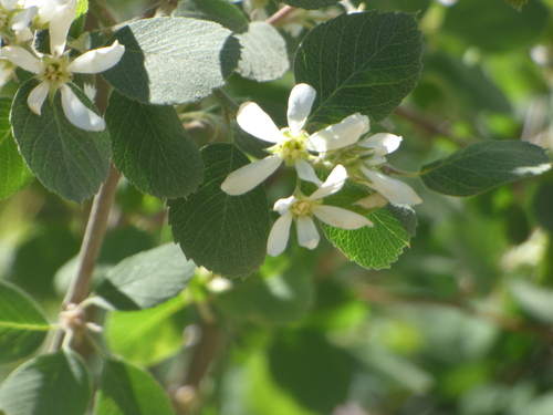 Utah serviceberry (Amelanchier utahensis)