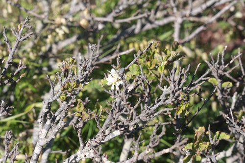 Utah serviceberry (Amelanchier utahensis)